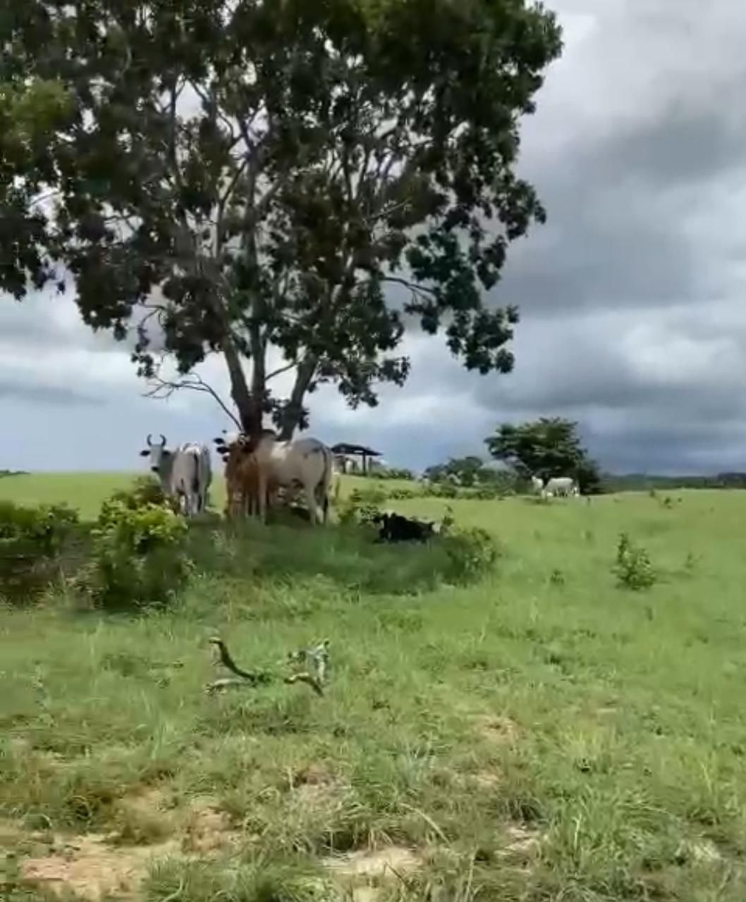 Fazenda, 1452 hectares - Foto 16