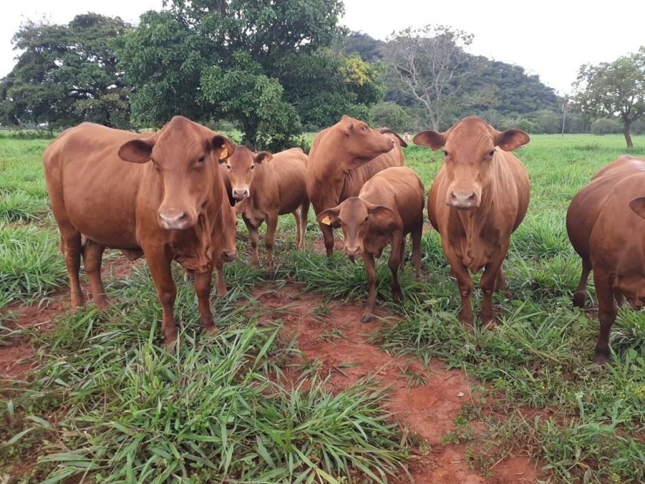 Fazenda, 363 hectares - Foto 21