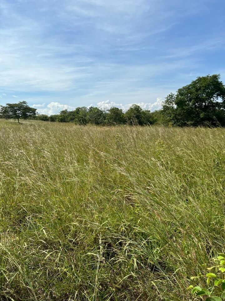 Fazenda, 363 hectares - Foto 28