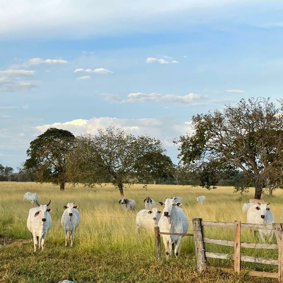 Fazenda, 363 hectares - Foto 22