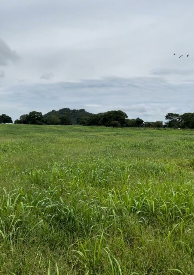 Fazenda, 363 hectares - Foto 25