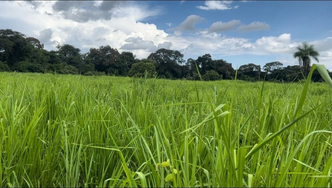 Fazenda, 363 hectares - Foto 26