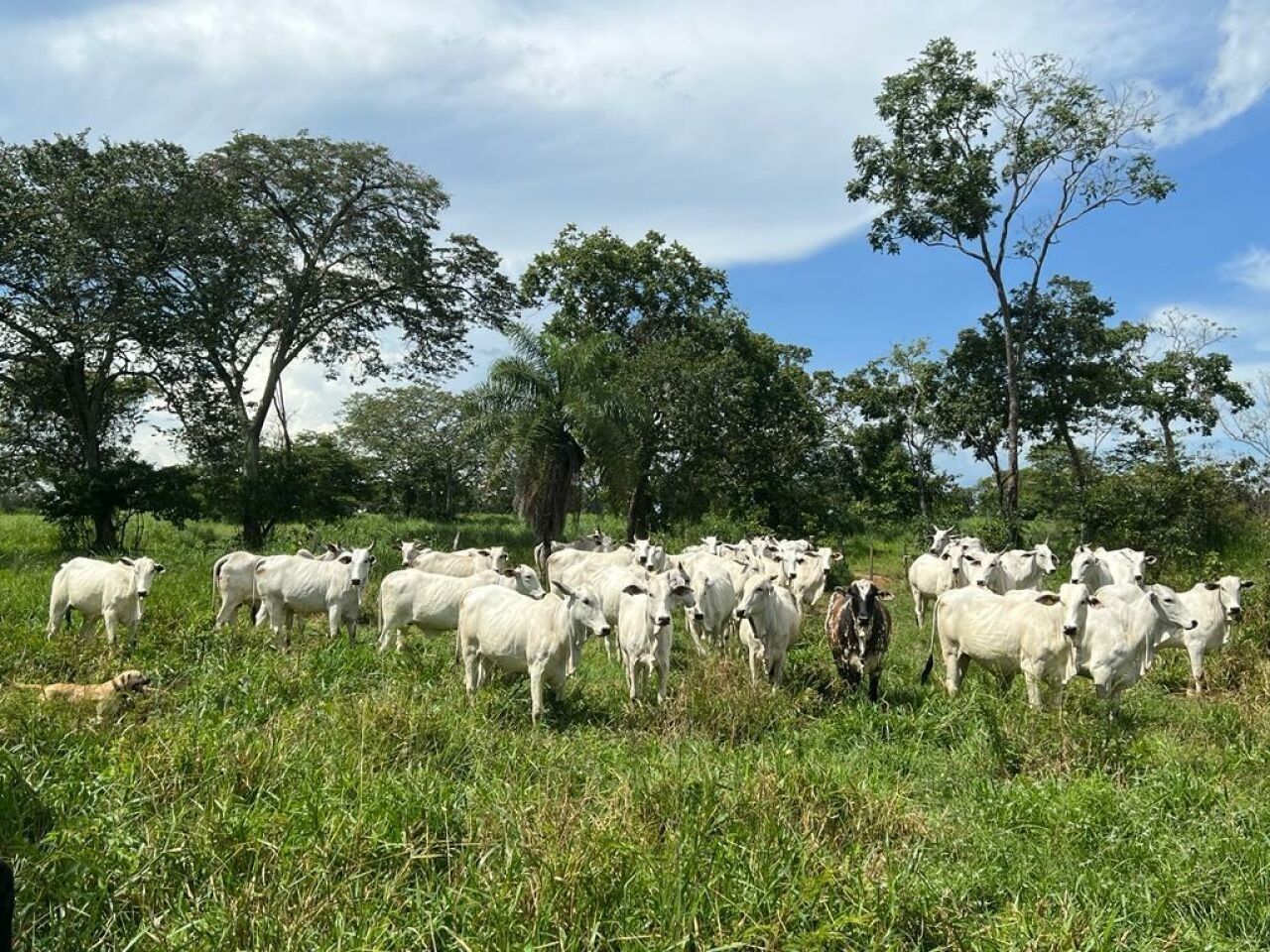 Fazenda, 363 hectares - Foto 23