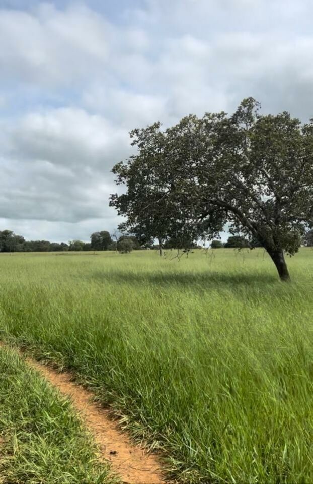 Fazenda, 363 hectares - Foto 32