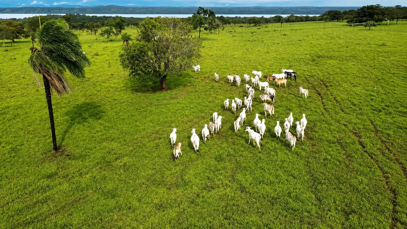Fazenda, 363 hectares - Foto 7