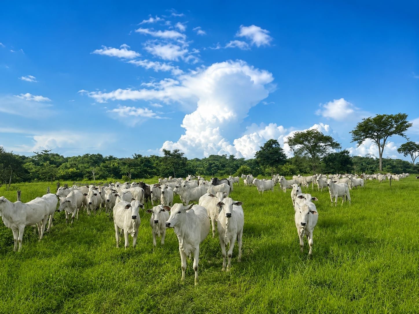 Fazenda, 363 hectares - Foto 3