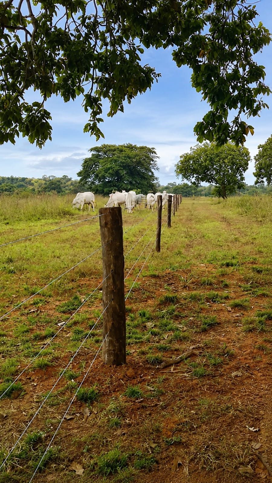 Fazenda, 363 hectares - Foto 19