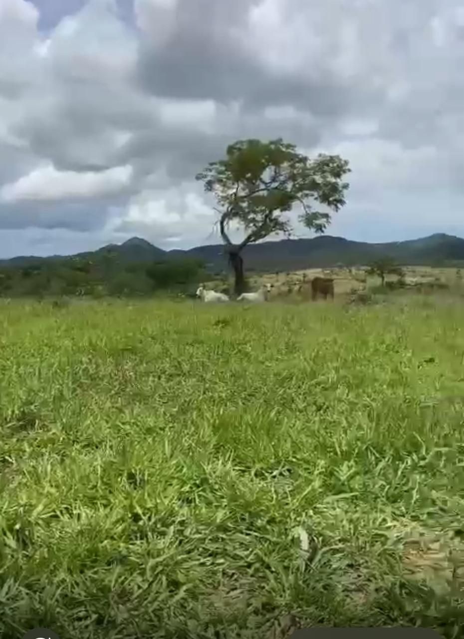 Fazenda, 1452 hectares - Foto 15