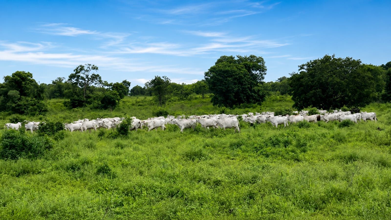 Fazenda, 363 hectares - Foto 11