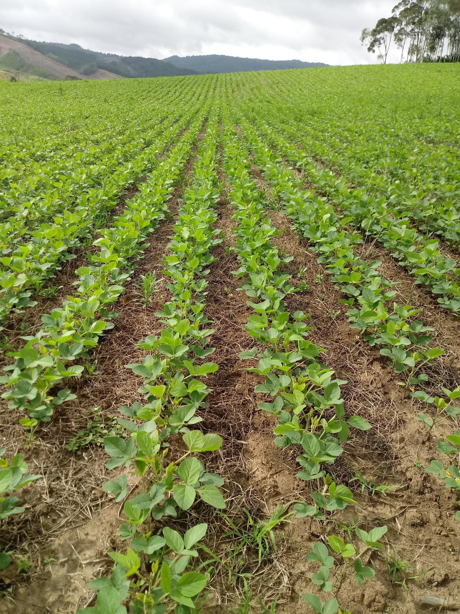 ÁREA DE LAVOURA A VENDA