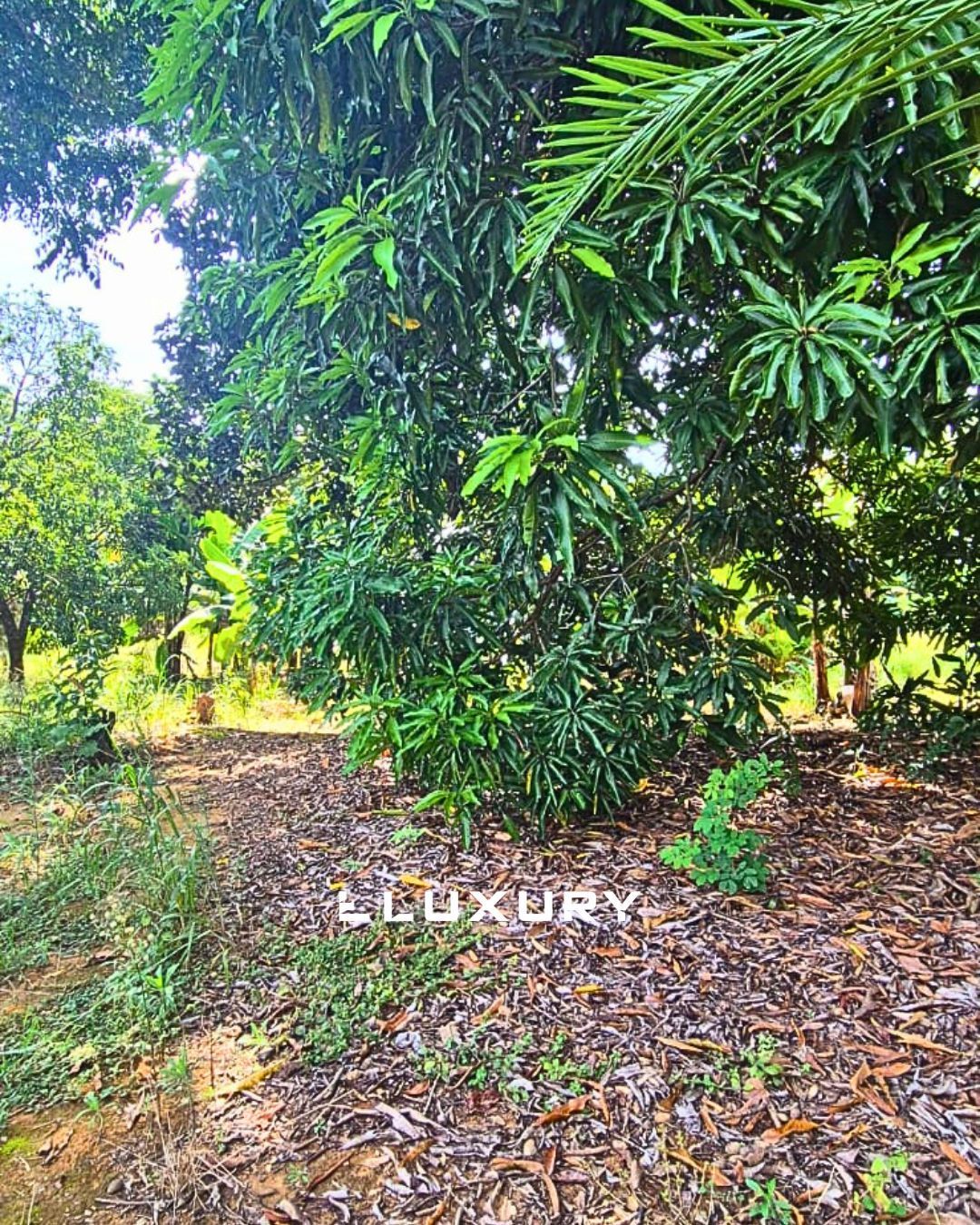 Sítio, 3 quartos, 2 hectares - Foto 15