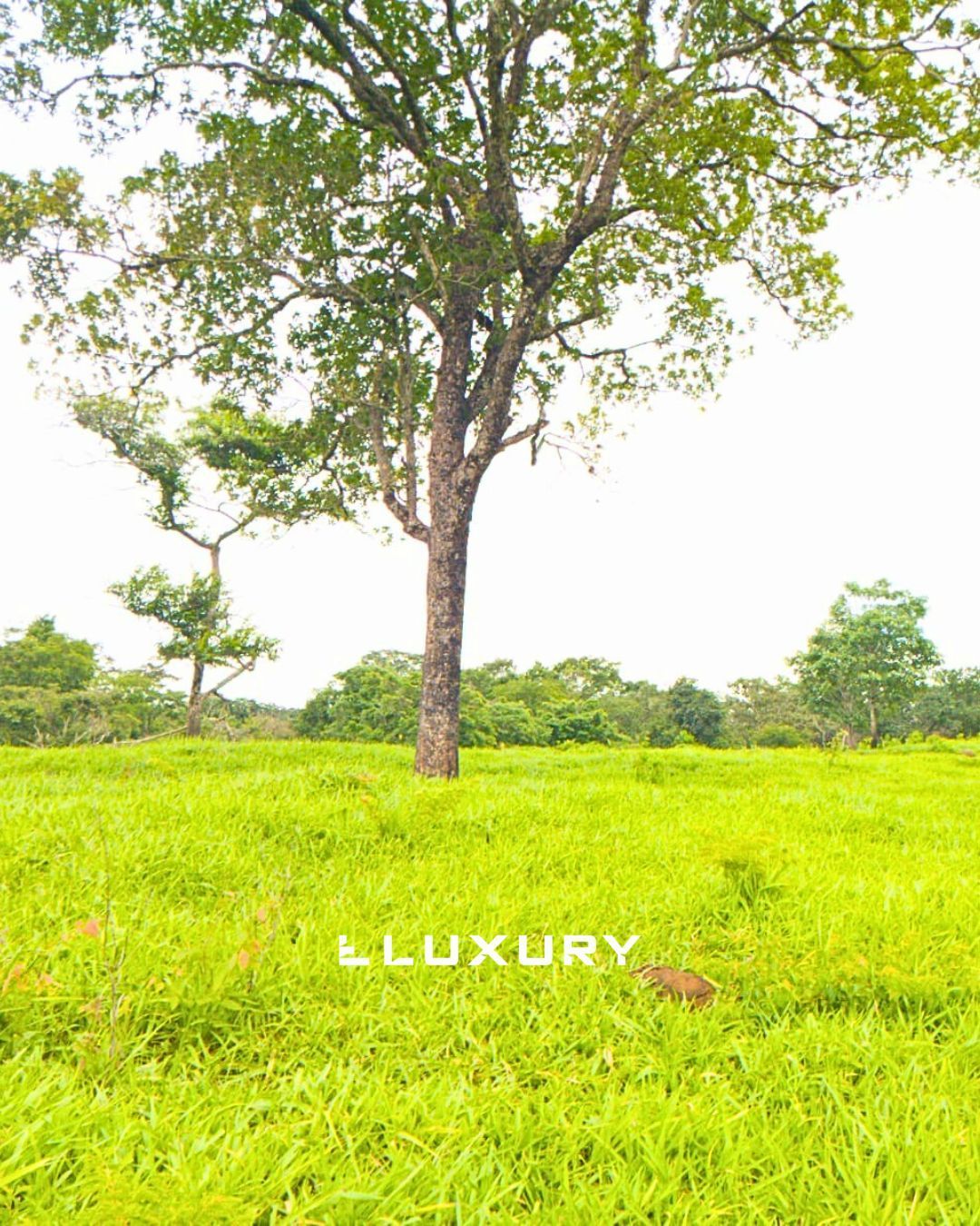 Fazenda, 25 hectares - Foto 6