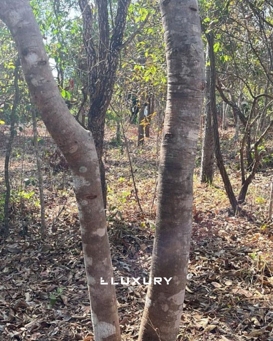 Chácara, 3 quartos, 6826 m² - Foto 18