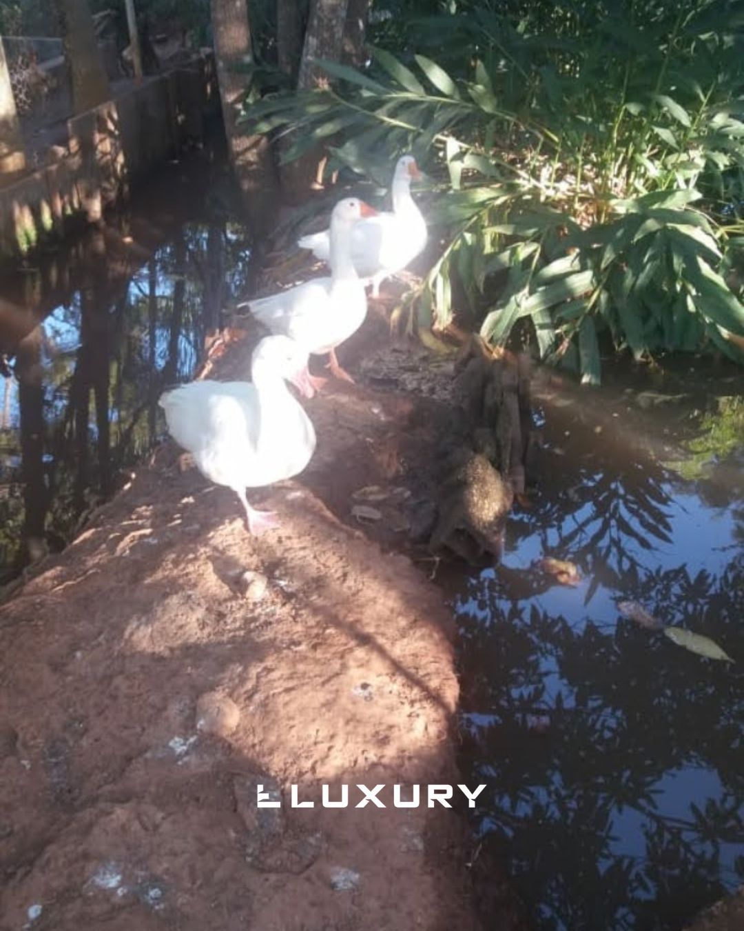 Chácara, 2 quartos, 5000 m² - Foto 19