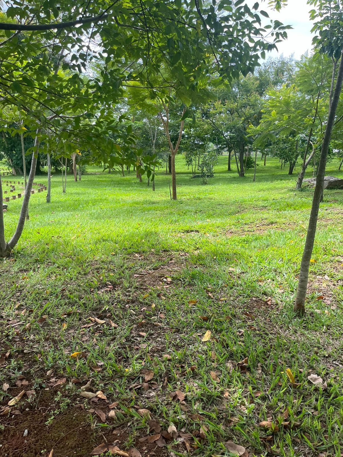 Terreno à venda, 305m² - Foto 2