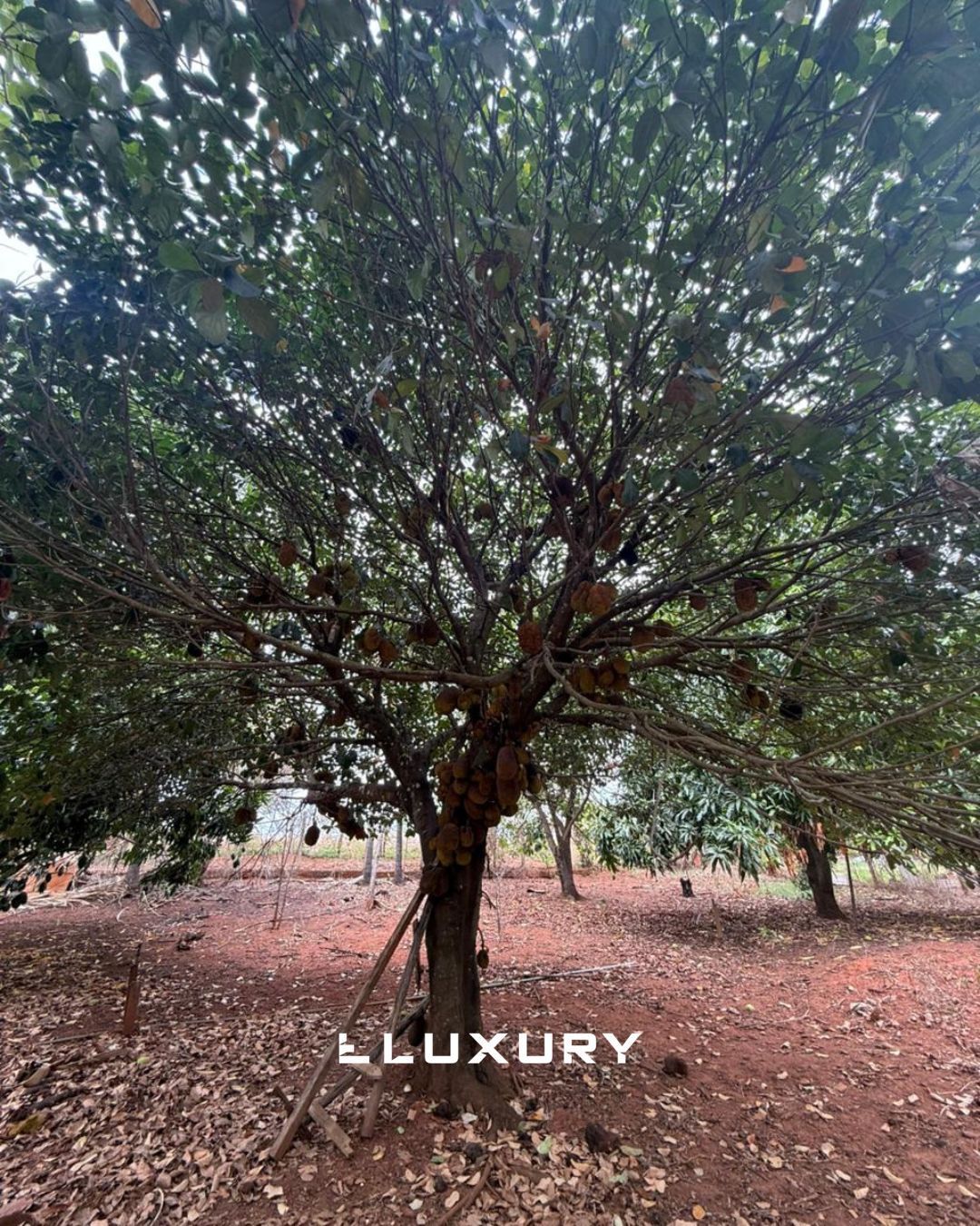 Chácara, 2 quartos, 5000 m² - Foto 5