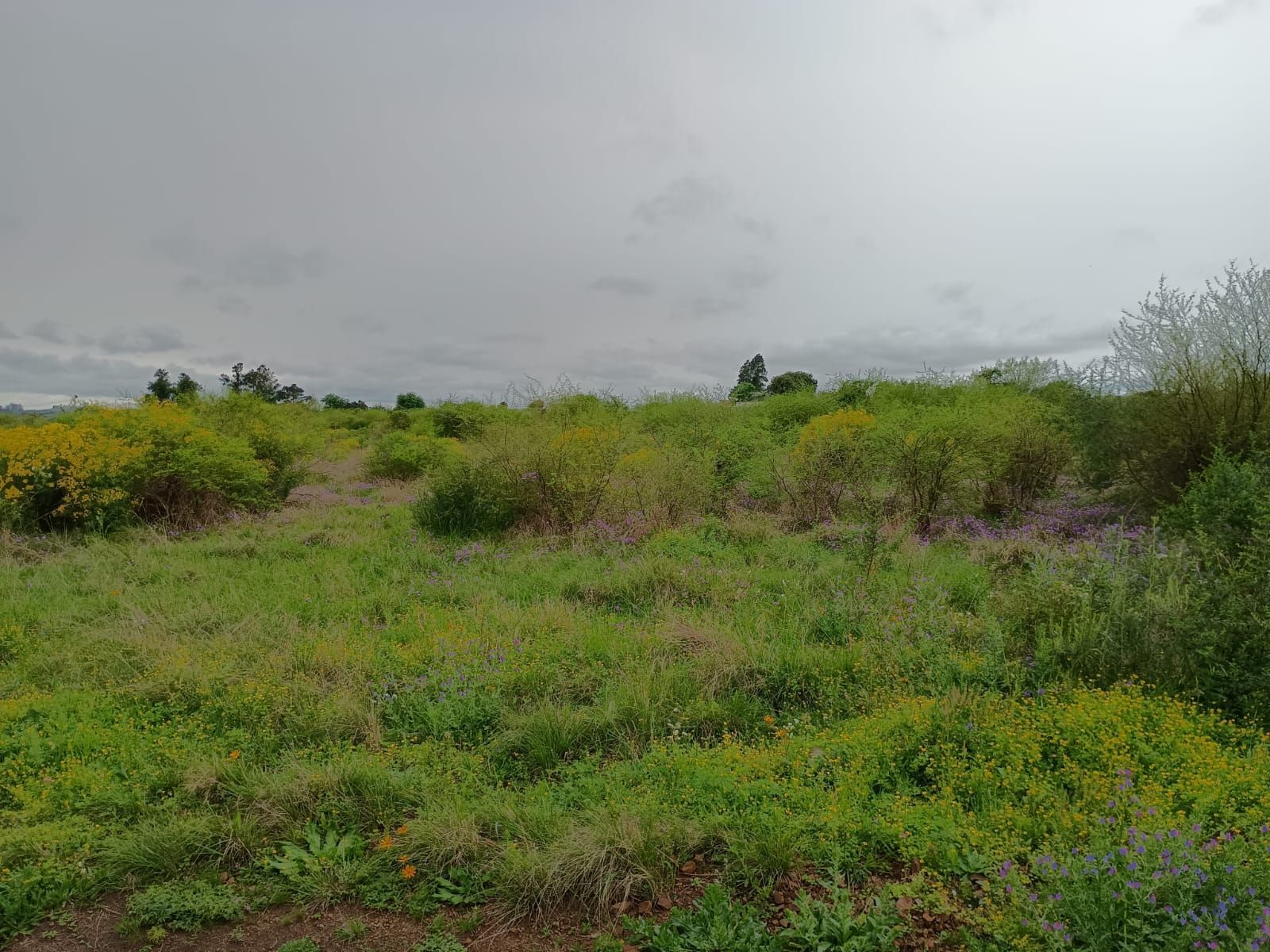 Terrenos à venda no bairro saint pastous, alegrete – 5 opçõe