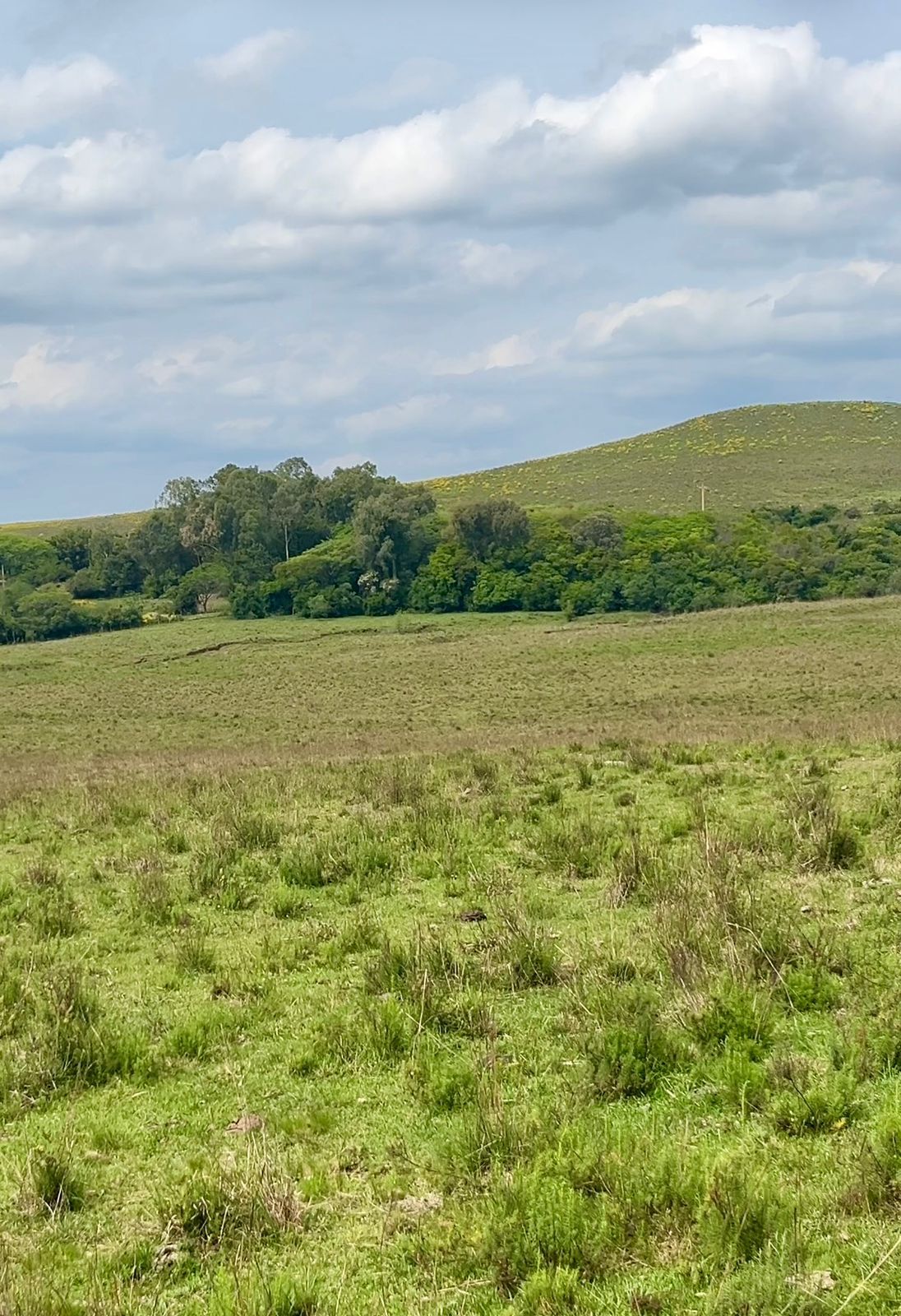 Campo para venda no cávera