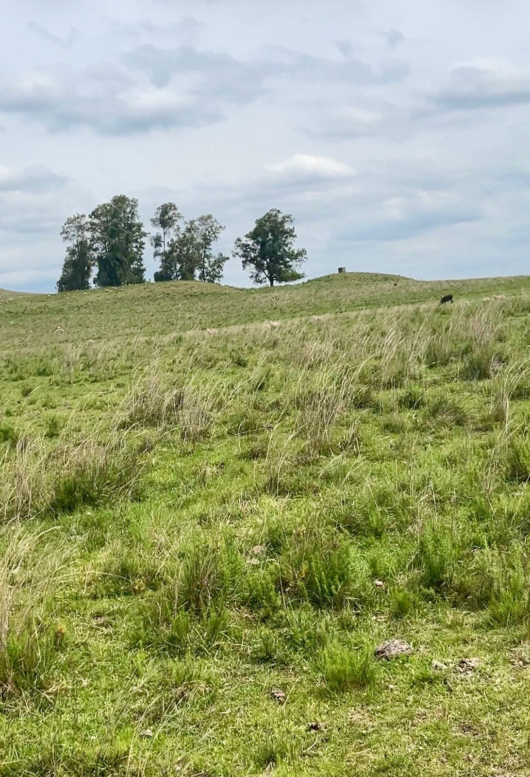 Campo para venda no cávera