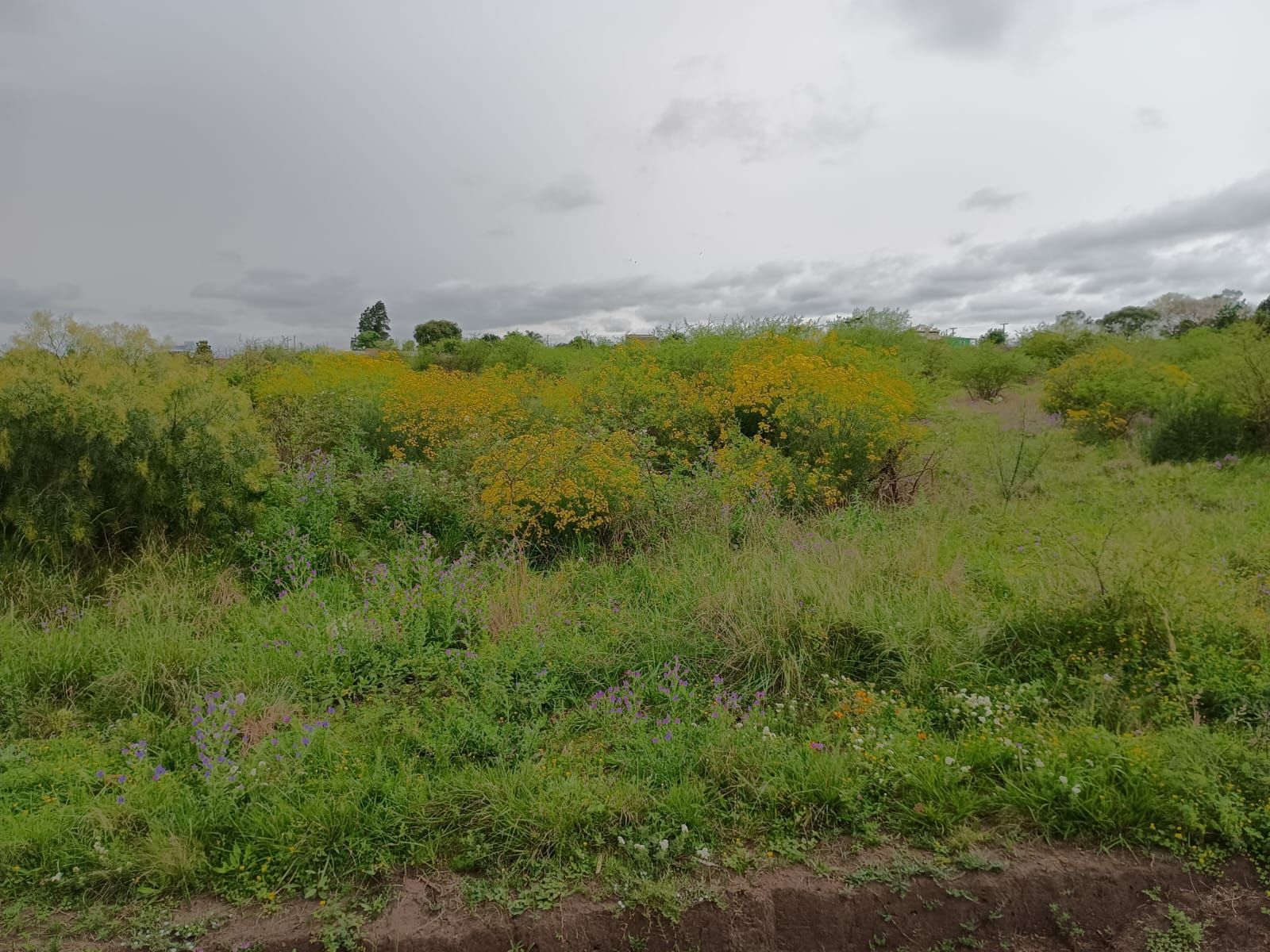 Terrenos à venda no bairro saint pastous, alegrete – 5 opçõe