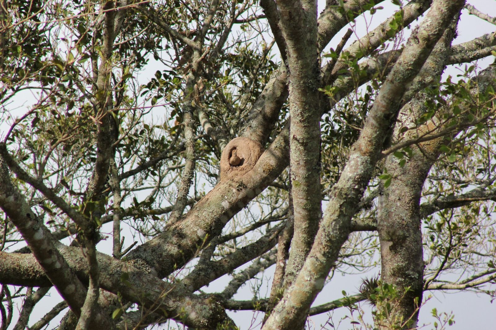 Sítio, 1 quarto, 3 hectares - Foto 15