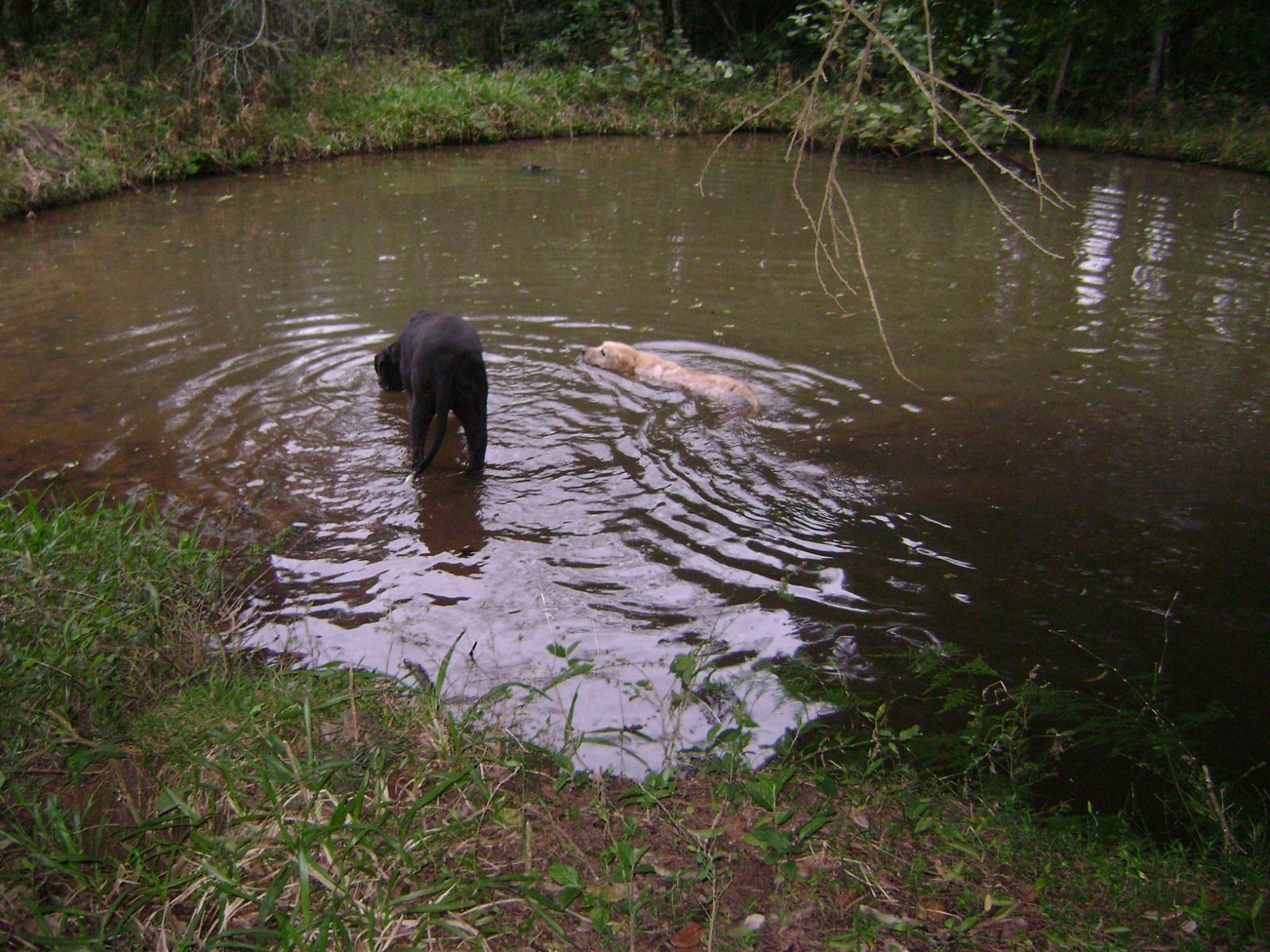 Sítio, 1 quarto, 3 hectares - Foto 20