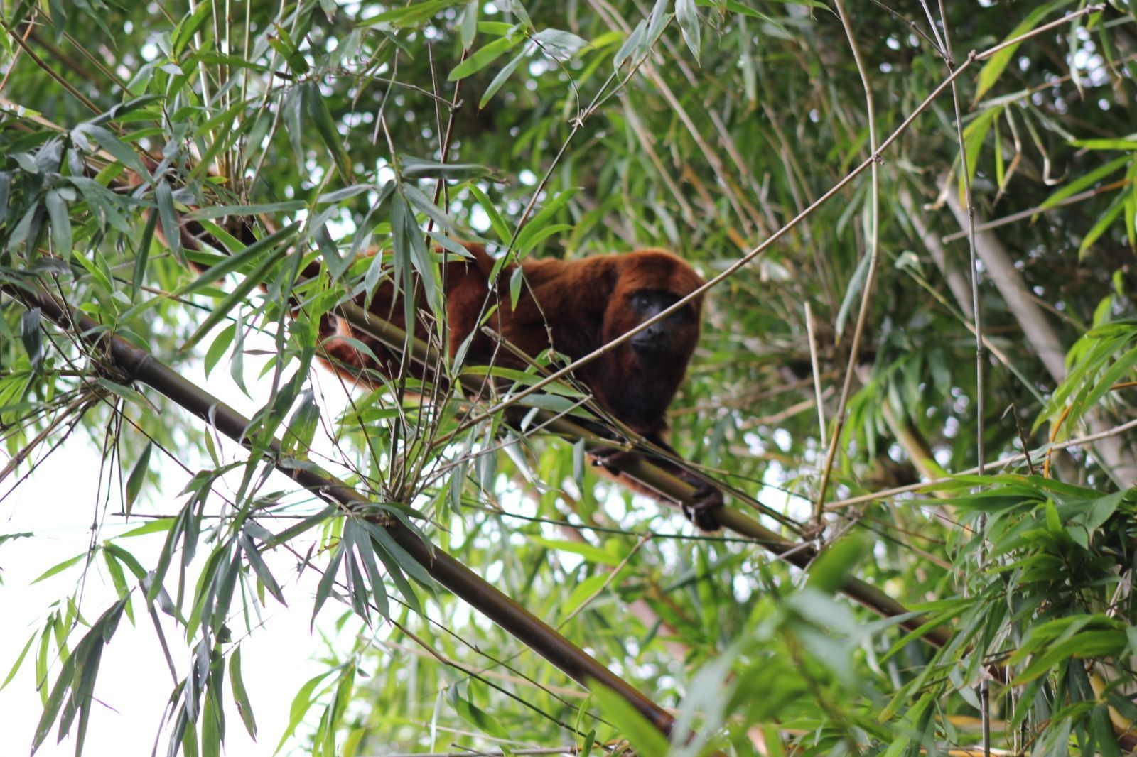 Sítio, 1 quarto, 3 hectares - Foto 34