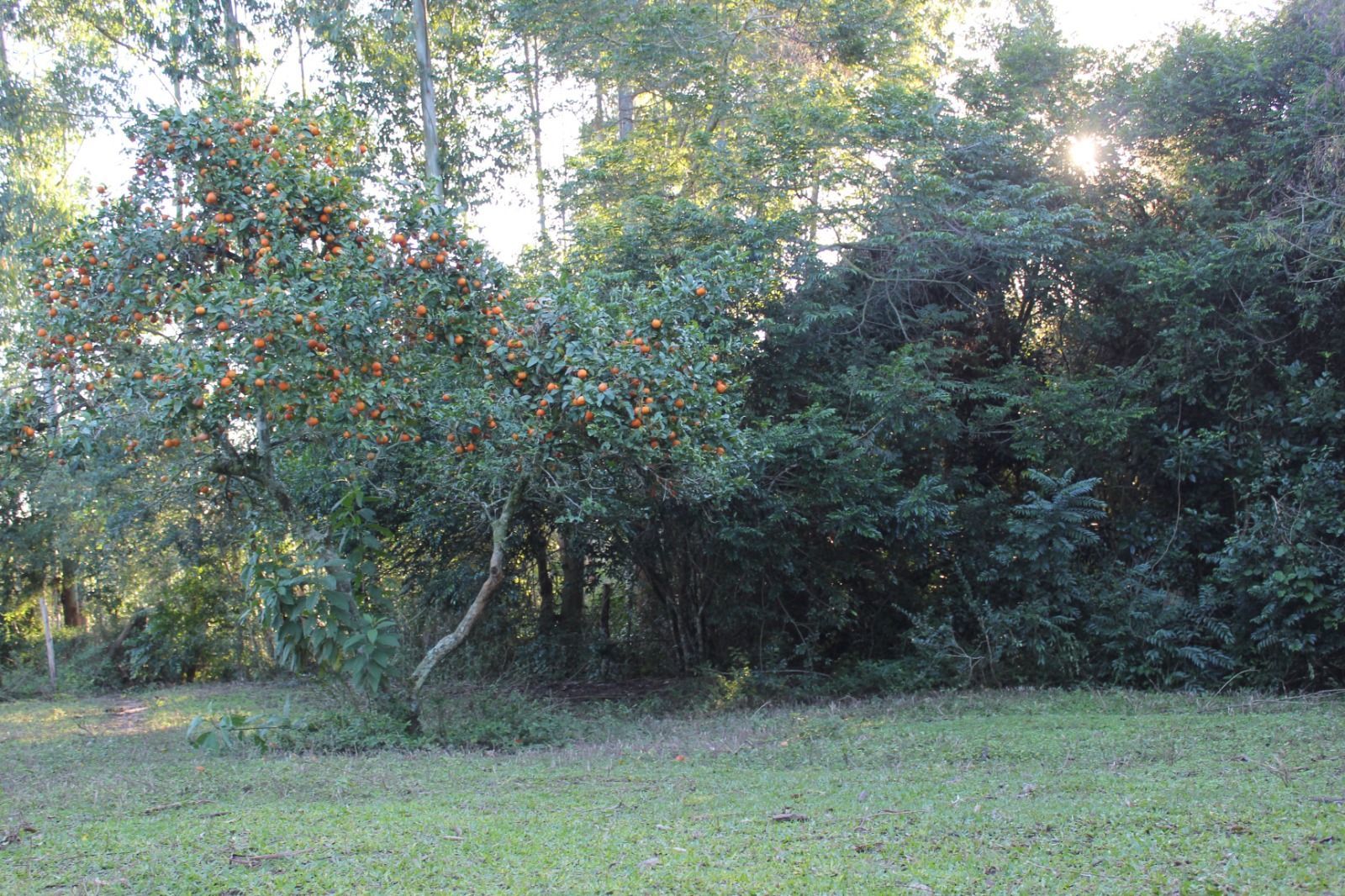 Sítio, 1 quarto, 3 hectares - Foto 16