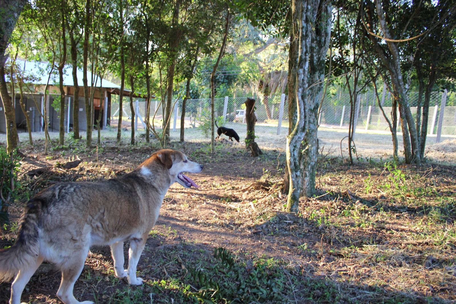 Sítio, 1 quarto, 3 hectares - Foto 31