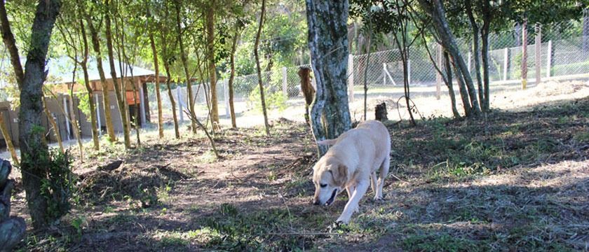 Sítio, 1 quarto, 3 hectares - Foto 8