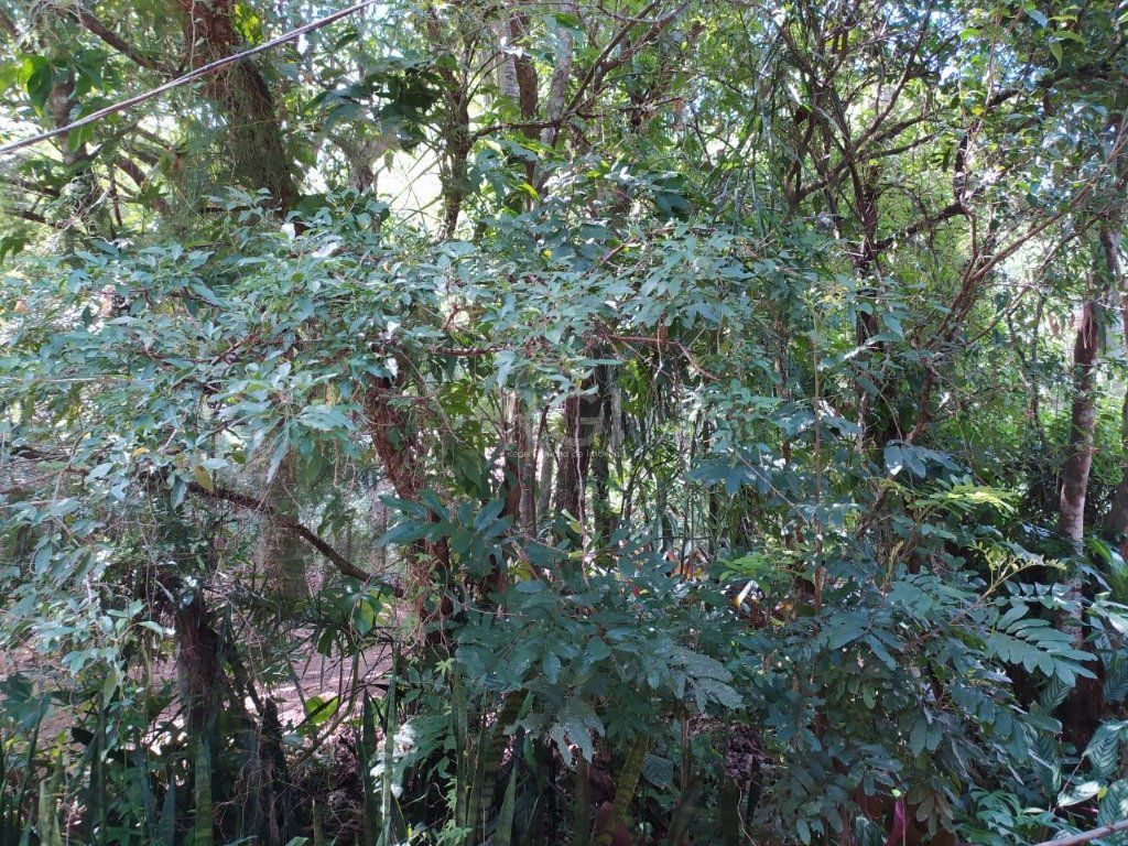 Terreno, 3 hectares - Foto 9