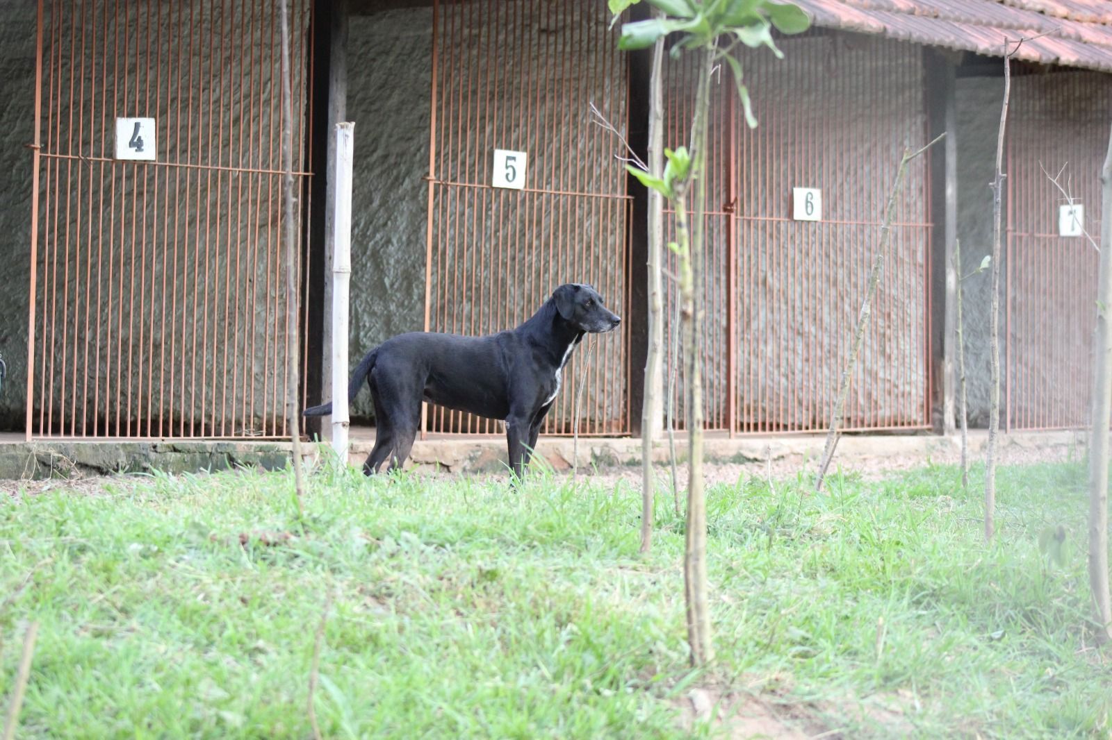 Sítio, 1 quarto, 3 hectares - Foto 6