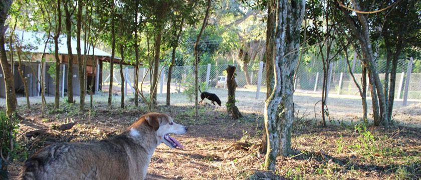 Sítio, 1 quarto, 3 hectares - Foto 47