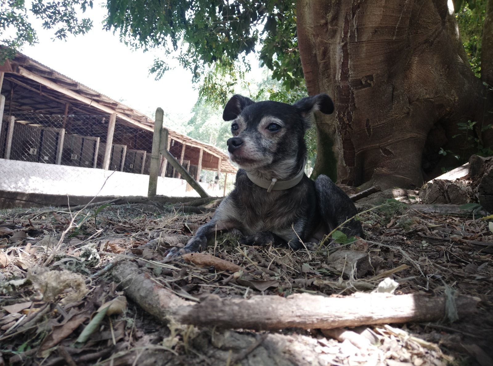 Sítio, 1 quarto, 3 hectares - Foto 43