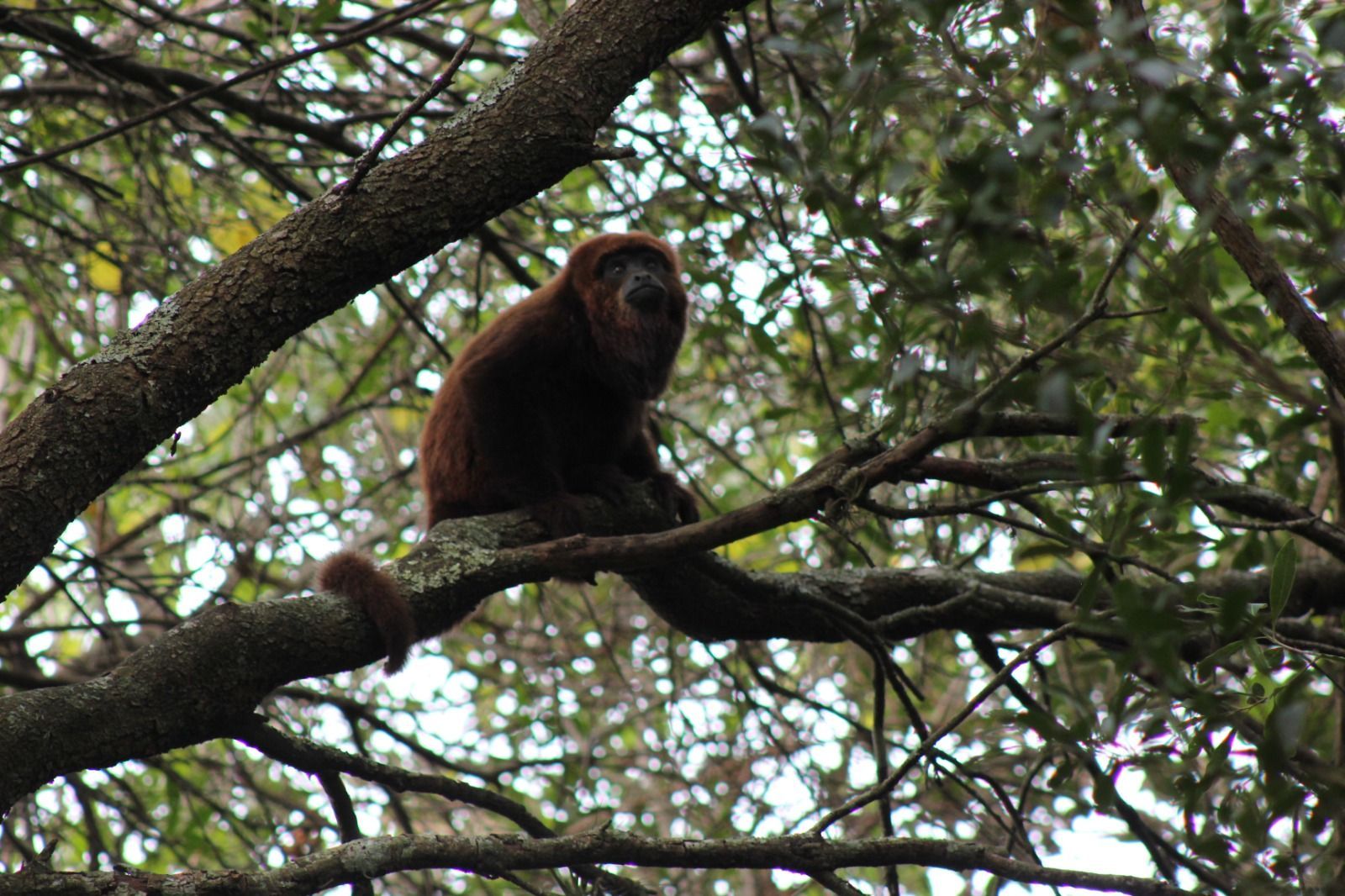 Sítio, 1 quarto, 3 hectares - Foto 30