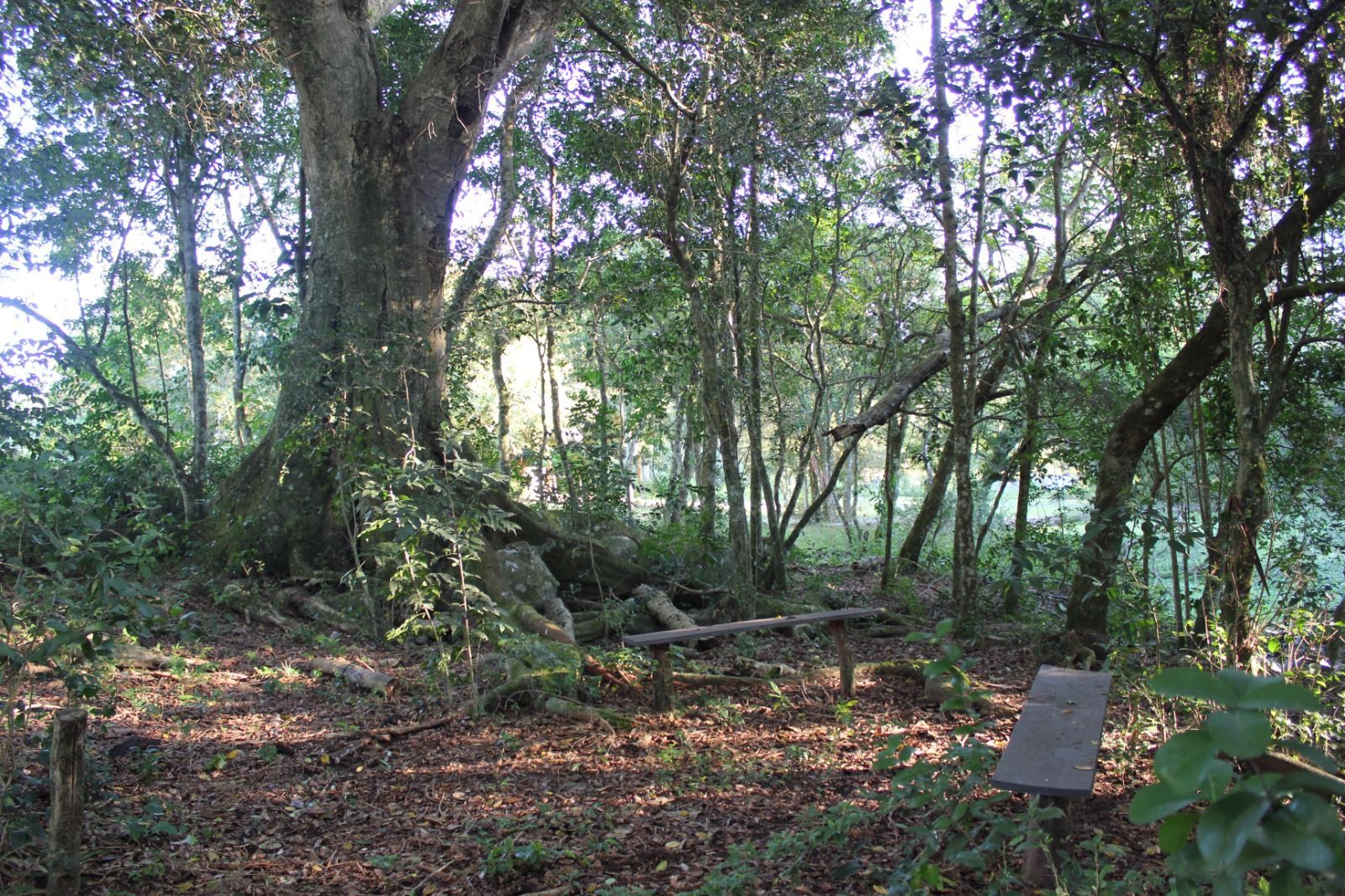 Sítio, 1 quarto, 3 hectares - Foto 13