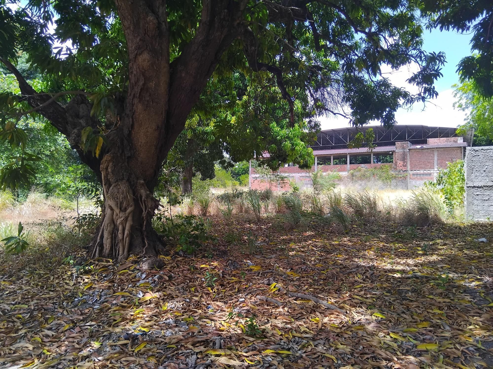 Terreno, 4 hectares - Foto 10