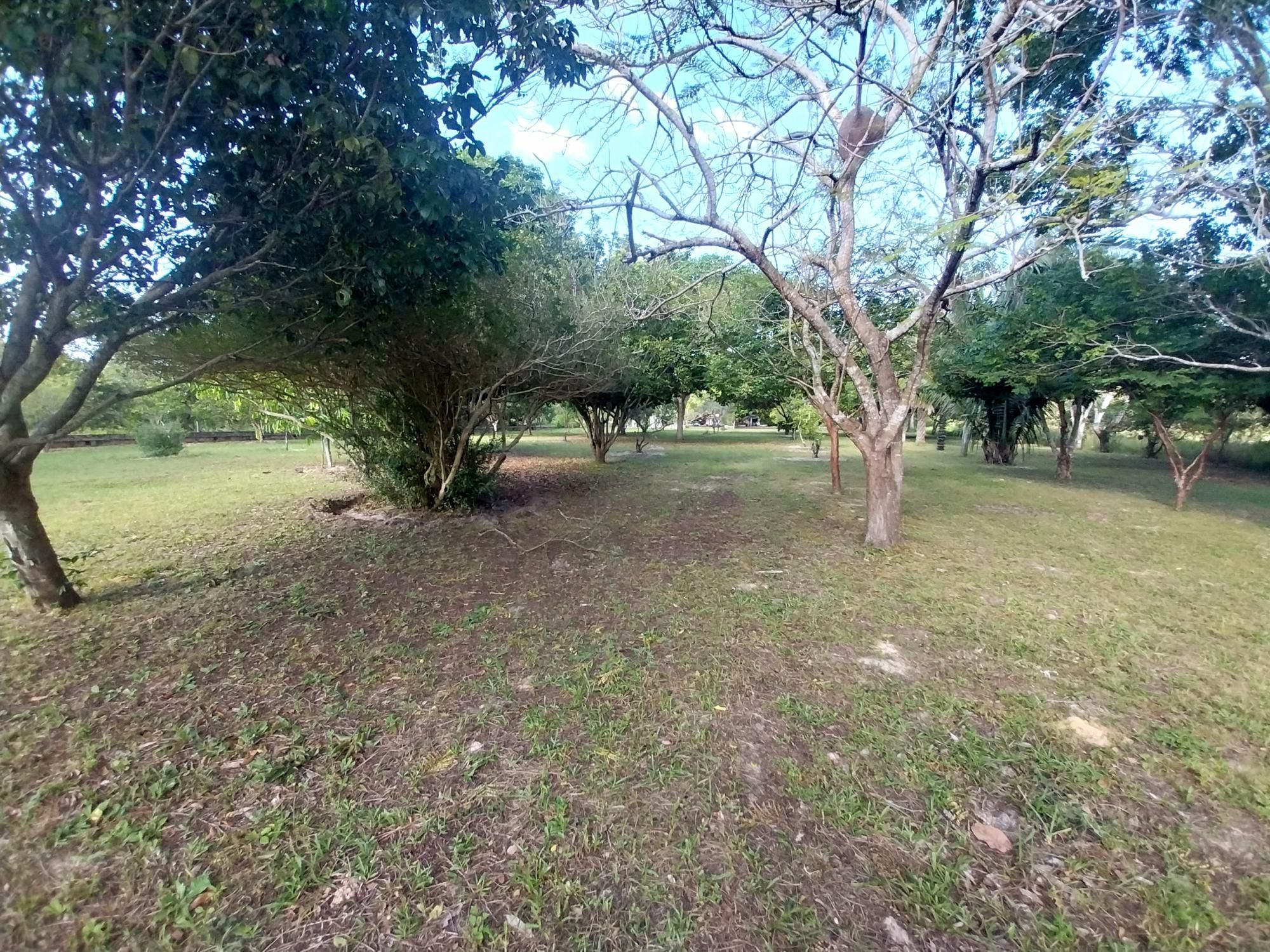 Sítio, 5 quartos, 6 hectares - Foto 43