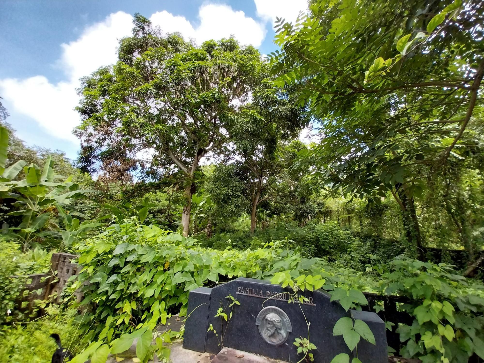 Terreno, 2 hectares - Foto 77