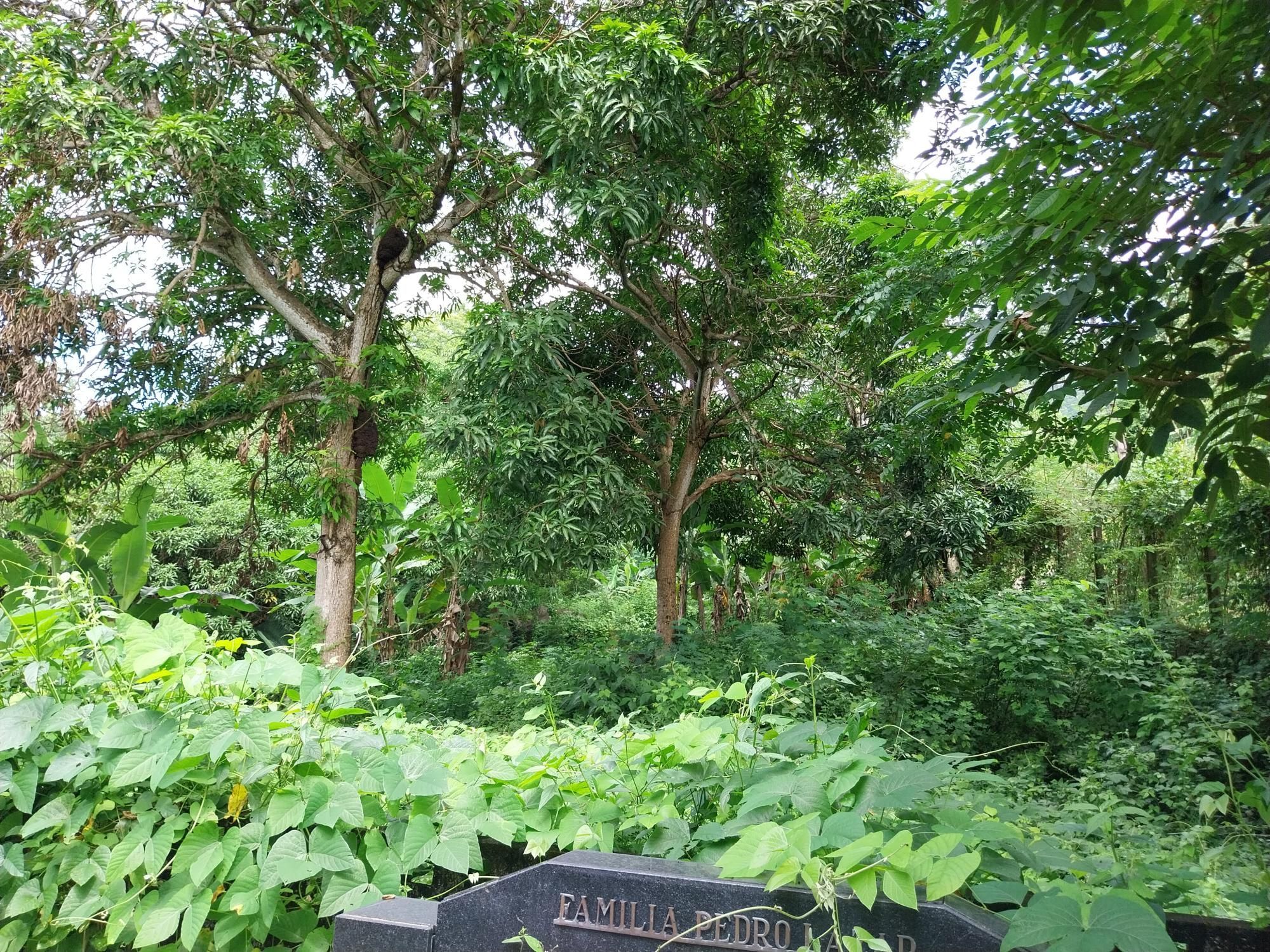 Terreno, 2 hectares - Foto 78