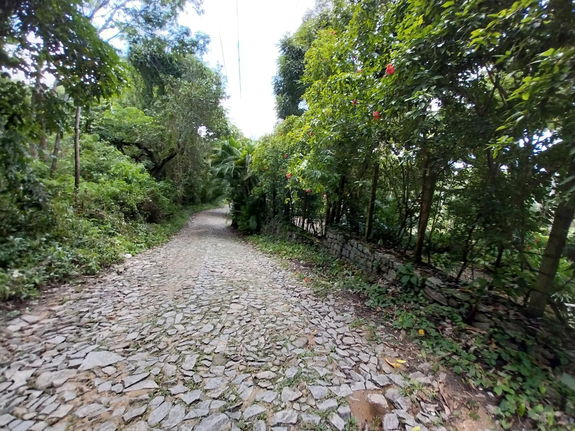 Terreno, 2 hectares - Foto 7