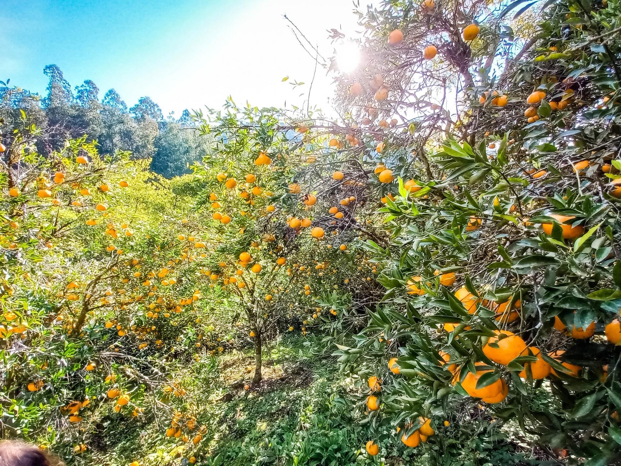 Loteamento e Condomínio à venda, 40m² - Foto 10