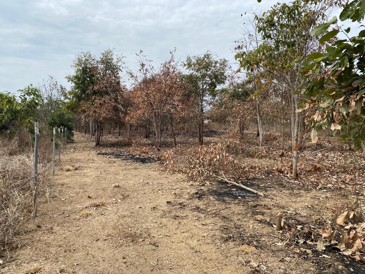 Fazenda à venda, 40000m² - Foto 5