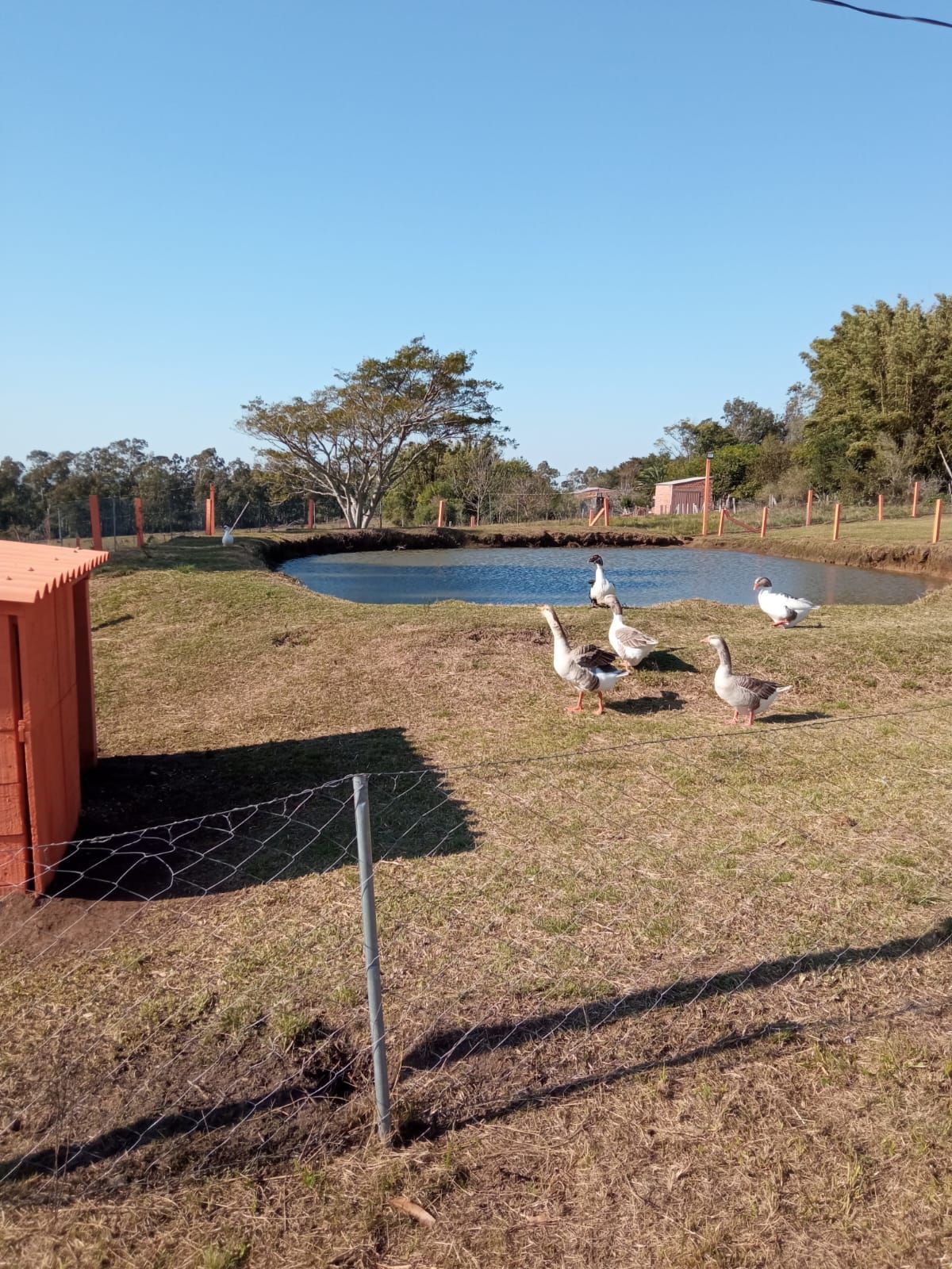 Sítio, 3 quartos - Foto 8