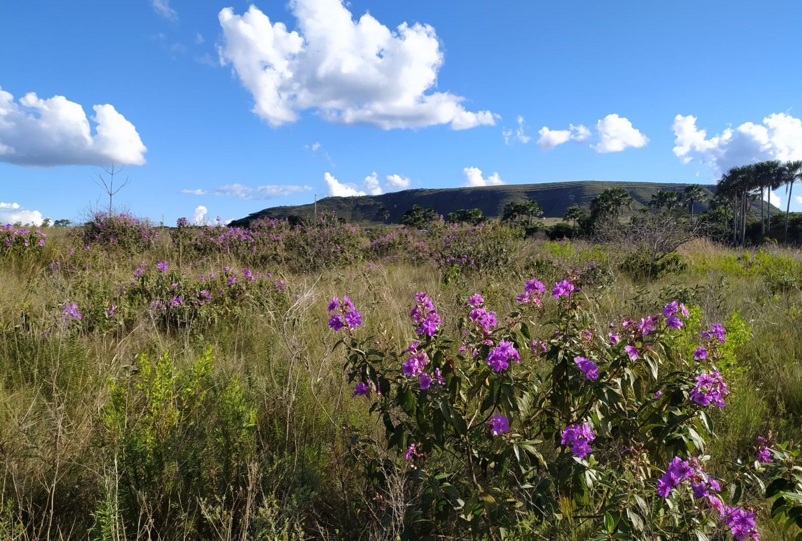 Fazenda à venda, 400000000m² - Foto 15