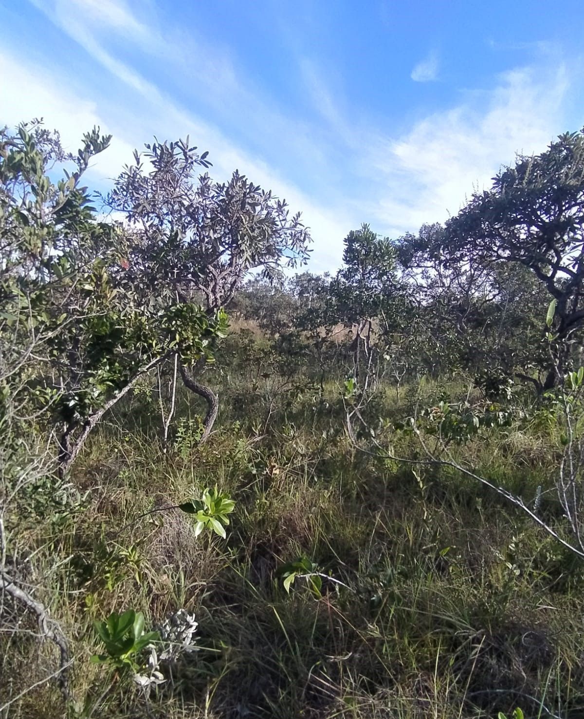 Terreno à venda, 3001m² - Foto 7