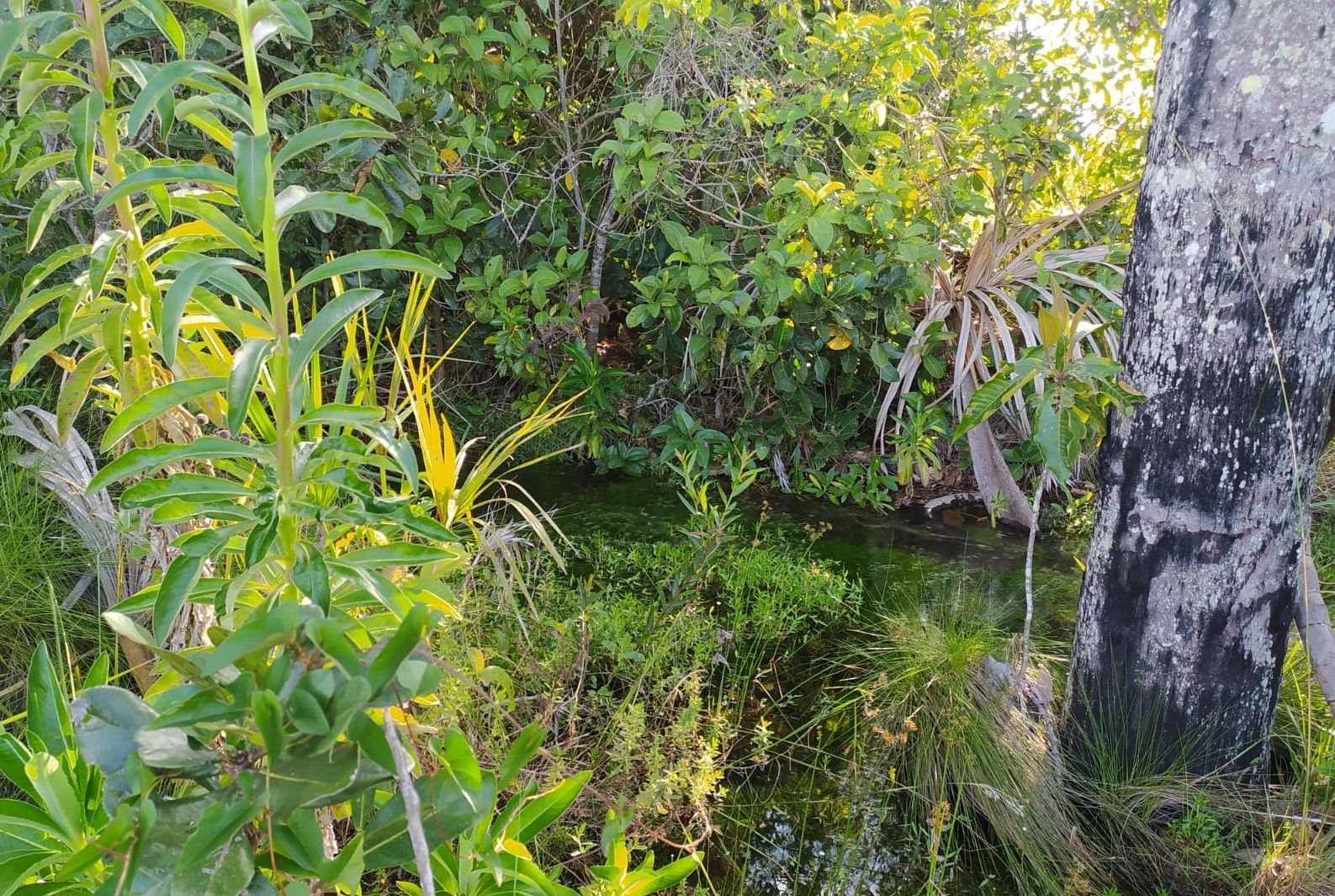 Fazenda à venda, 400000000m² - Foto 12