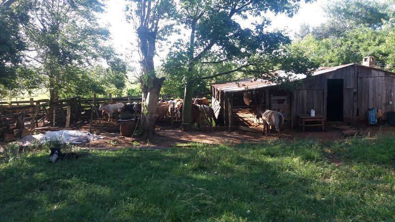 Chácara 40 Hectares em Alegrete