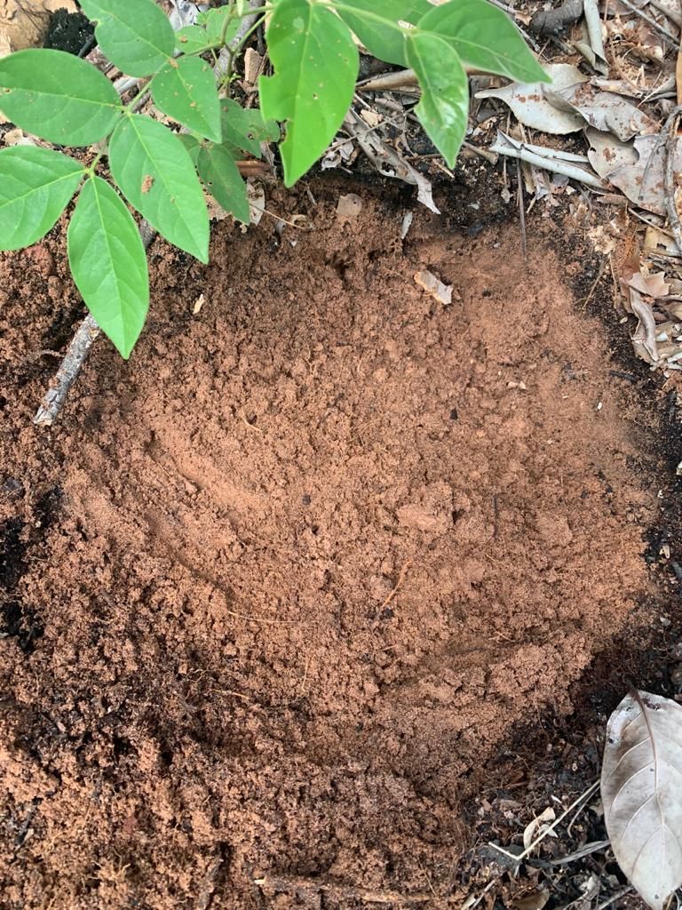 Fazenda, 2 hectares - Foto 7