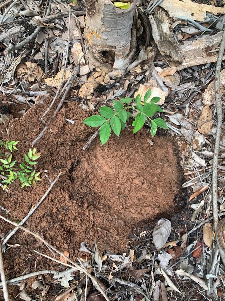 Fazenda, 2 hectares - Foto 8